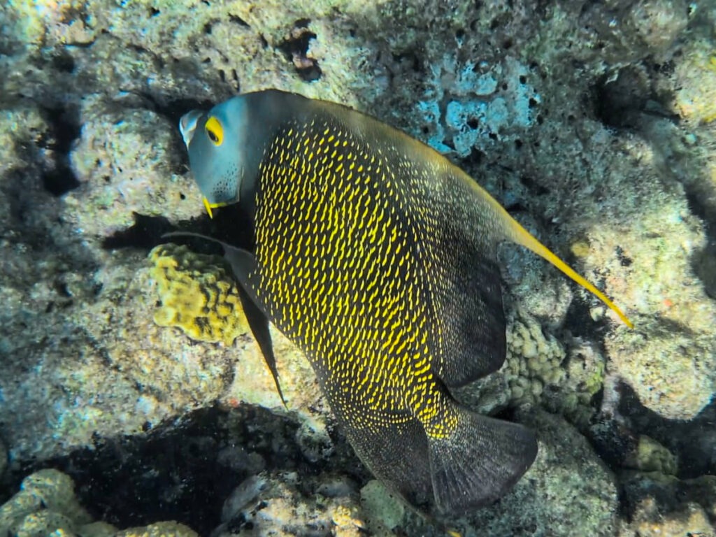 French Angelfish at Dry Rocks with Sunset Watersports Rise and Reef Key West Florida Keys 5