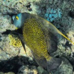 French Angelfish at Dry Rocks with Sunset Watersports Rise and Reef Key West Florida Keys 5