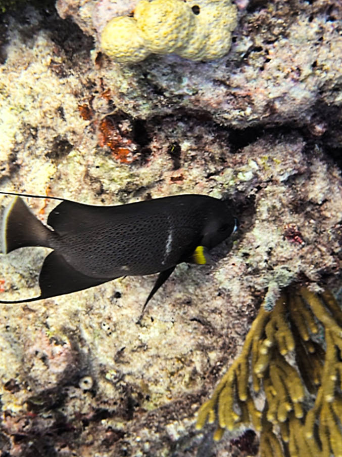 Grary Angelfish on Reef with Fury Double Dip Snorkel Tour Key West Florida Keys 1