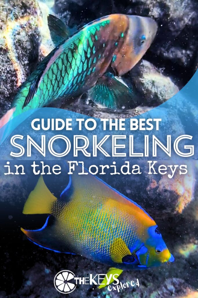 Snorkeling in the Florida Keys is the best way to fall in love with these magical waters. We've put together all the places you can snorkel from shore, hotels and resorts with snorkeling, and what we consider to be the best snorkeling tours in the Keys. See how YOU can get into the water and enjoy the wildlife of the Florida key with snorkeling.