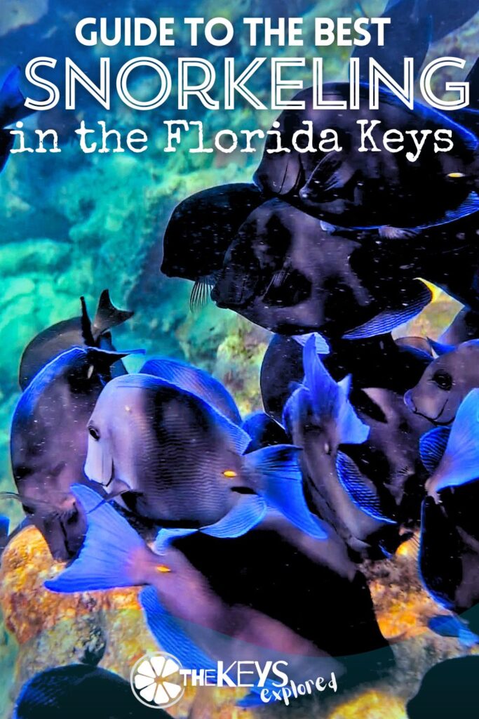 Snorkeling in the Florida Keys is the best way to fall in love with these magical waters. We've put together all the places you can snorkel from shore, hotels and resorts with snorkeling, and what we consider to be the best snorkeling tours in the Keys. See how YOU can get into the water and enjoy the wildlife of the Florida key with snorkeling.