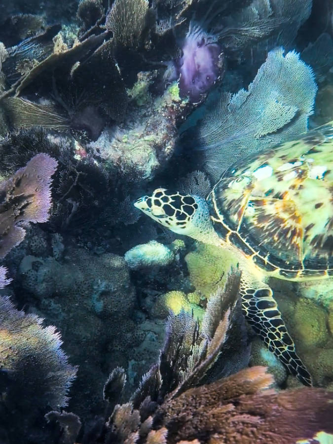 Hawksbill Sea Turtle at Dry Rocks with Sunset Watersports Rise and Reef Key West Florida Keys 2