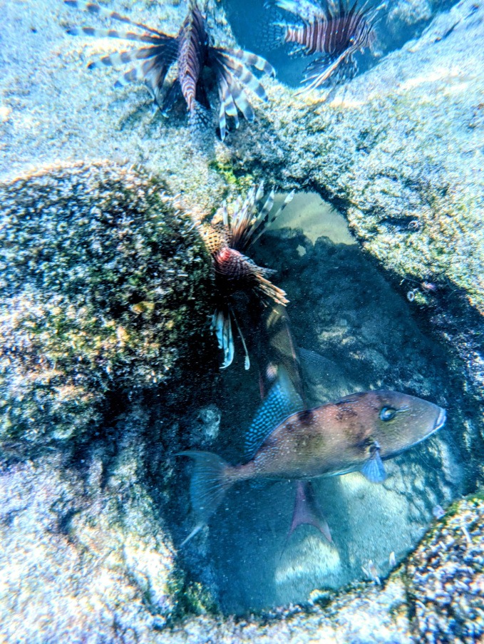 Lion Fish school at Key West National Wildlife Refuge Florida Keys 2