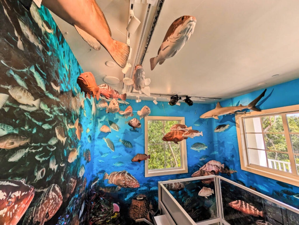 Nassau Grouper Exhibit at REEF Ocean Exploration Center Key Largo Florida Keys 2
