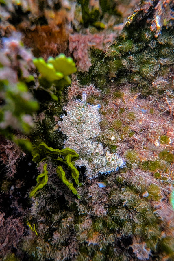 Nudibranch in cove at Courtyard Marriott Faro Blanco Resort Marathon Florida Keys 14