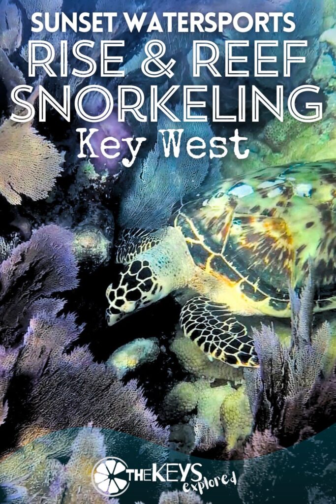 For the best chances for the most clear water, we like to do a morning snorkeling tour from Key West. The Sunset Watersports Rise and Reef snorkel trip leaves before the winds of the day pick up and before it's too hot, making it a great Florida Keys snorkeling experience on a catamaran.
