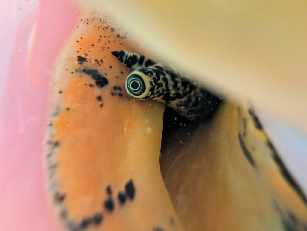 Up close of Conch eye while snorkeling at Hyatt Centric Key West Florida Keys 1