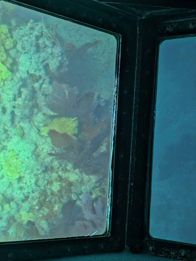 Coral Reef from Fury Glass Bottom Boat Catamaran in Key West Florida Keys