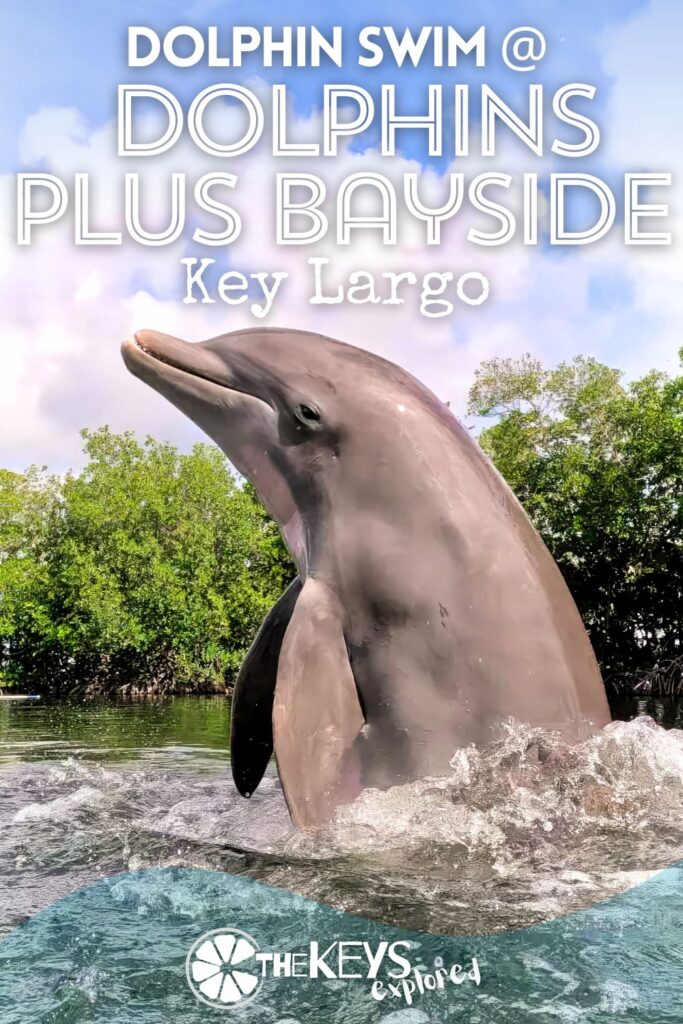 Dolphins Plus Bayside on Key Largo is a wonderful place to do a dolphin swim. The team cares so much about their dolphins and the interactions with the animals is very peaceful, but fun. See what to expect and how to plan for swimming with dolphins when you visit the Florida Keys.