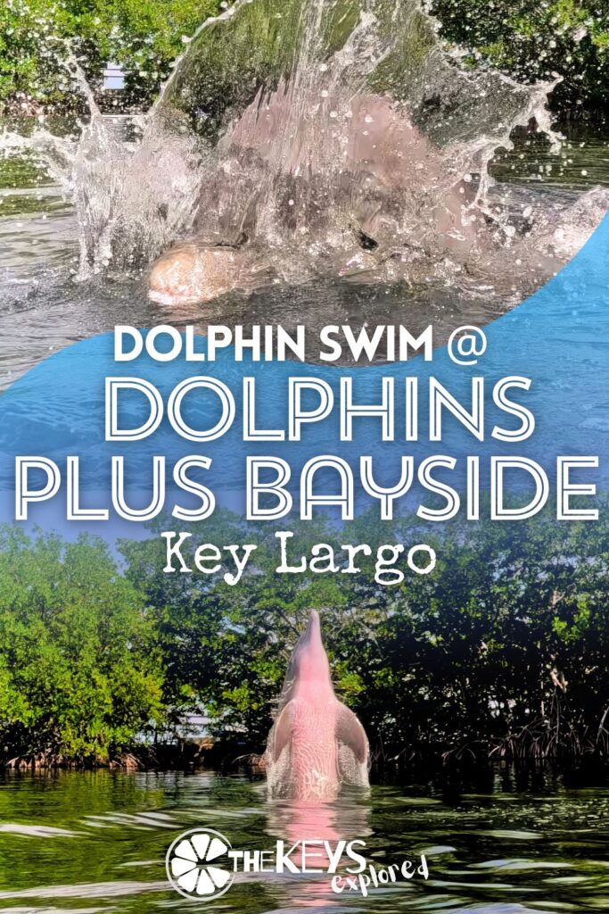 Dolphins Plus Bayside on Key Largo is a wonderful place to do a dolphin swim. The team cares so much about their dolphins and the interactions with the animals is very peaceful, but fun. See what to expect and how to plan for swimming with dolphins when you visit the Florida Keys.