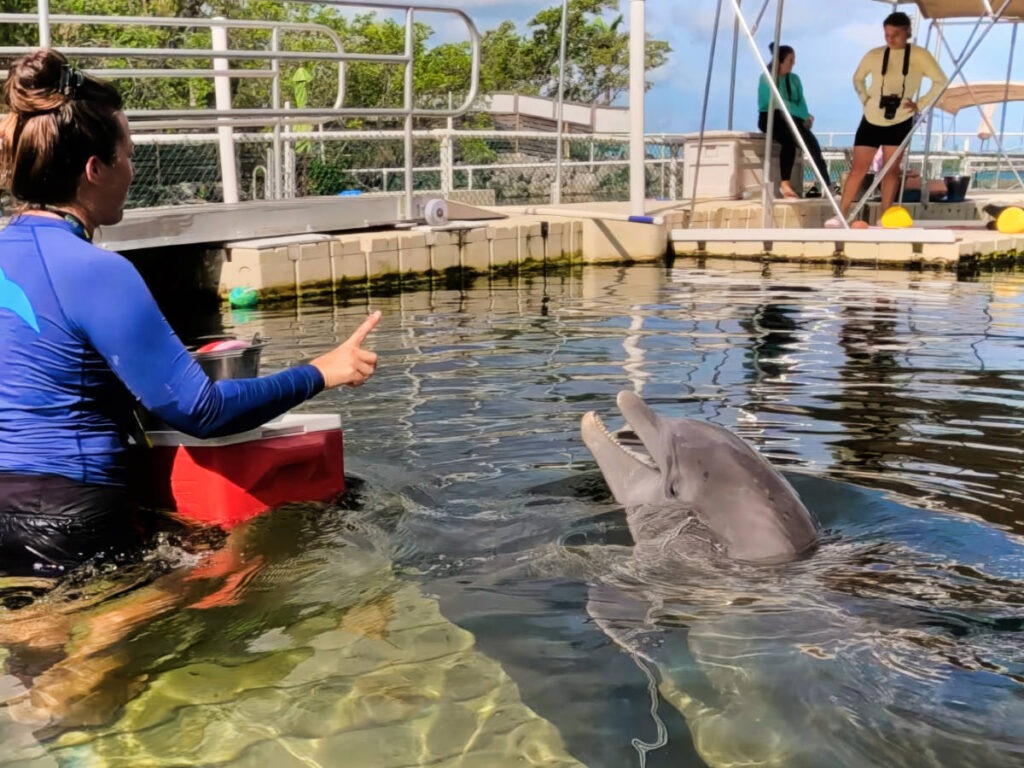 Dolphin Swim at Dolphins Plus Bayside Key Largo Florida Keys