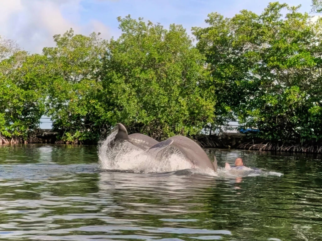 Dolphin Swim at Dolphins Plus Bayside Key Largo Florida Keys