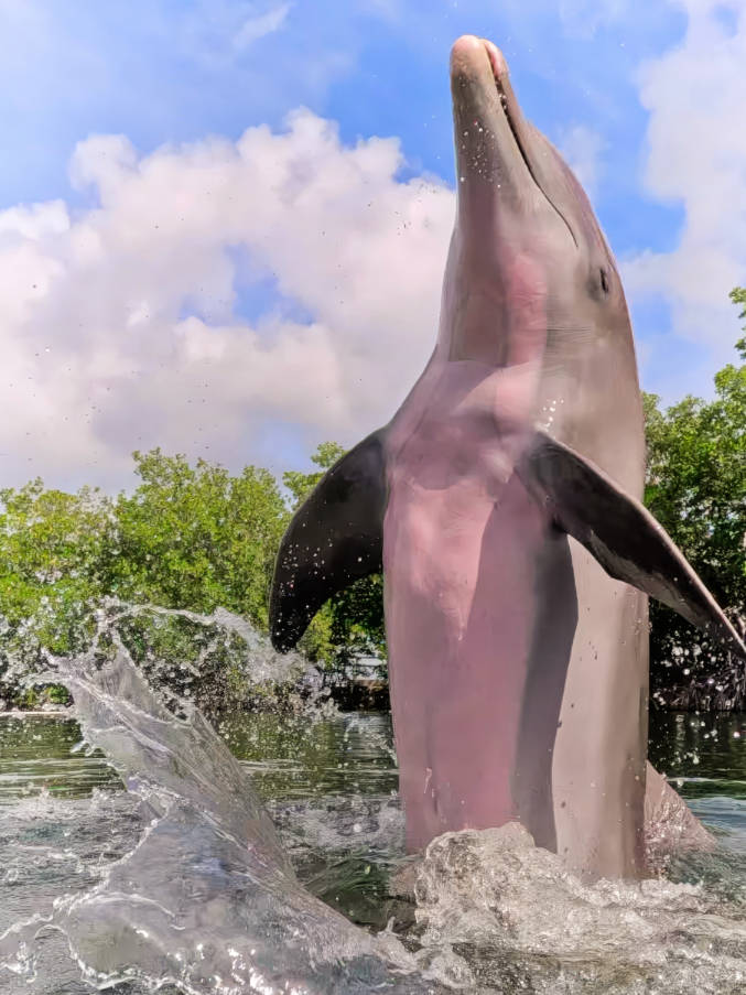 Dolphin Swim at Dolphins Plus Bayside Key Largo Florida Keys