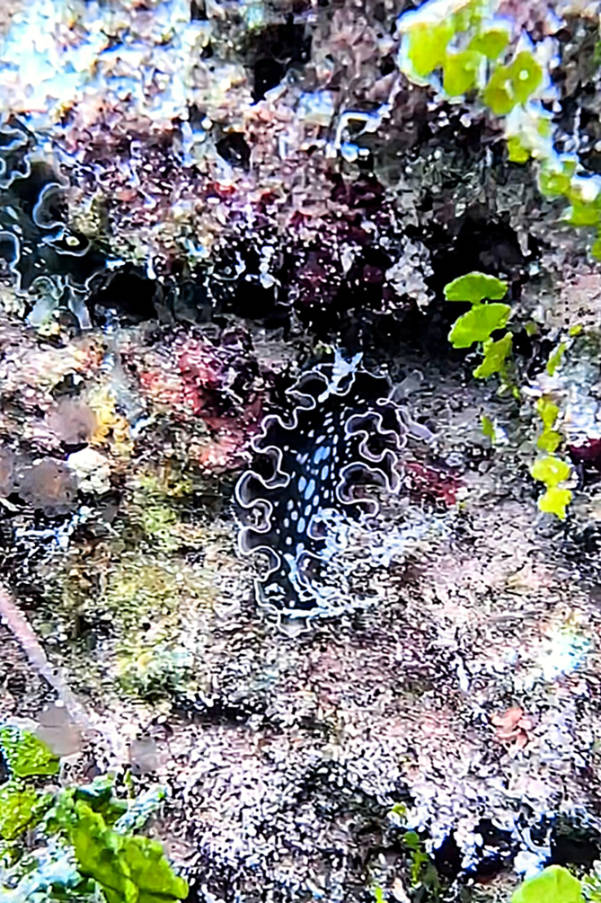 Nudibranchs at Pine Channel Nature Park Big Pine Key Lower Florida Keys