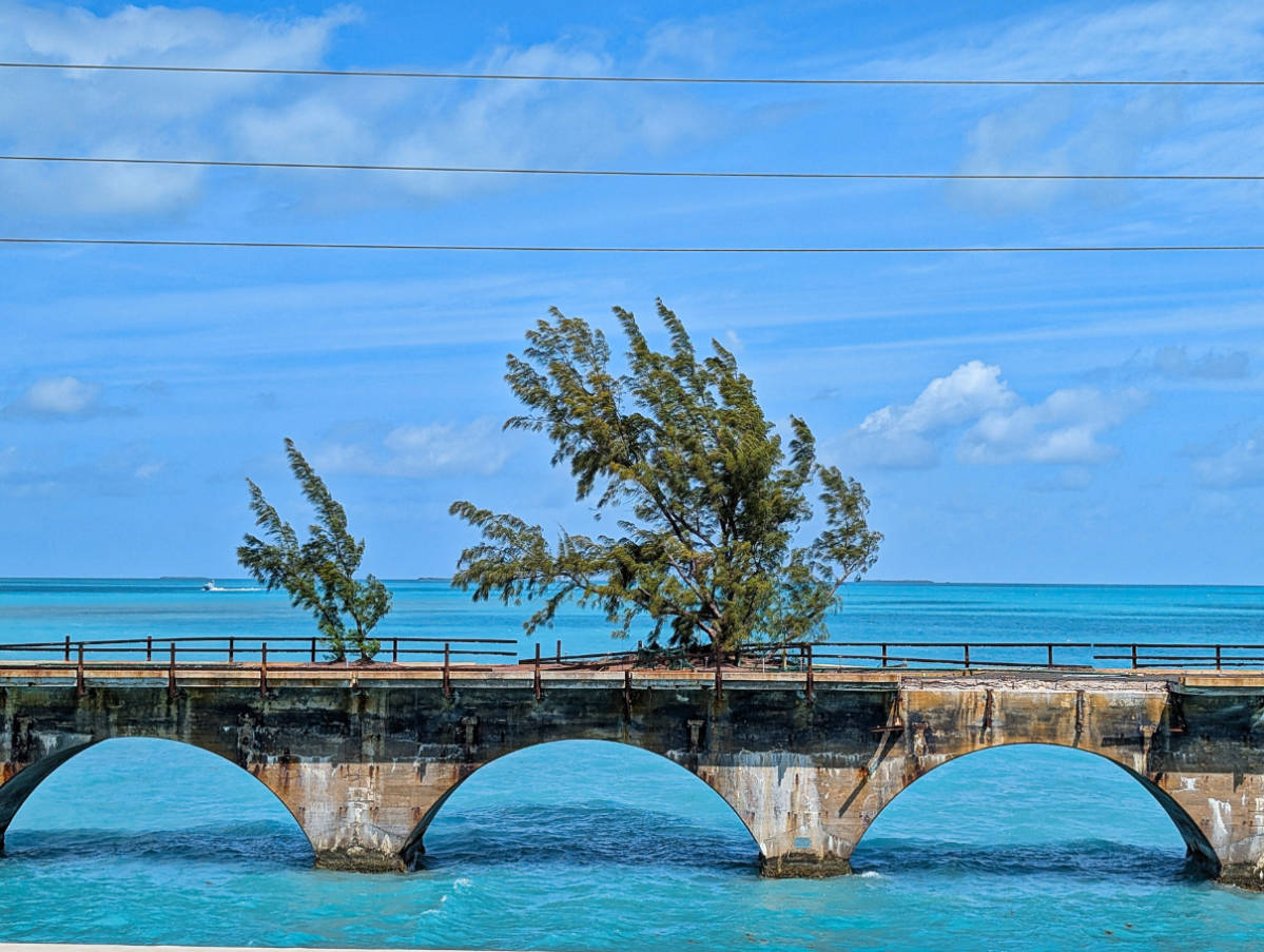 Fred the Tree on Old 7 Mile Bridge Lower Florida Keys